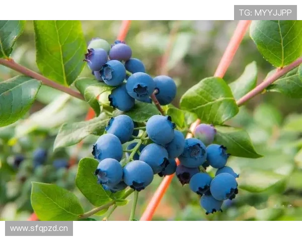 欧文家的冰箱里只放椰子水和有机蓝莓？